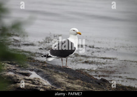 Grande nero-backed Gull Maggio 29th, 2012 Boothbay Harbor, Maine Foto Stock