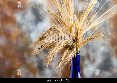 Bouquet di grano secco spikelets in bottiglia blu su sfondo vecchio Foto Stock