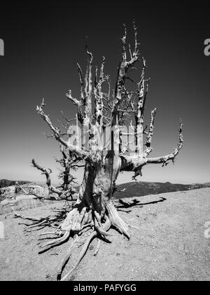 Un antico albero sul bordo di un canyon in Cedar Breaks National Park nello Utah. Il termine bristlecone pine copre tre specie di albero di pino tutti e tre Foto Stock