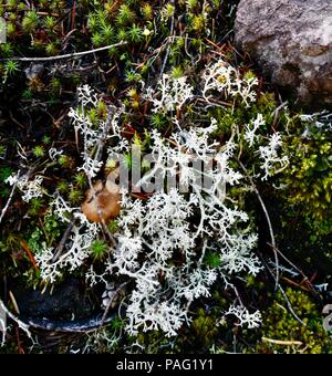 I funghi selvatici e fungo con i germogli di evergreen nel suolo roccioso Foto Stock