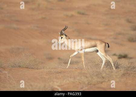 Unico gazzella di montagna in esecuzione nel deserto. Dubai, EAU. Foto Stock