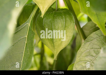 Physalis alkekengi - verde lanterne di physalis alkekengi tra foglie verdi Foto Stock