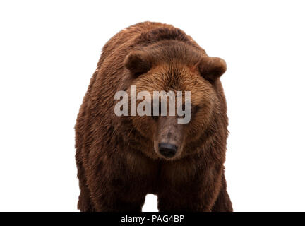 Eurasian orso bruno isolato su sfondo bianco Foto Stock