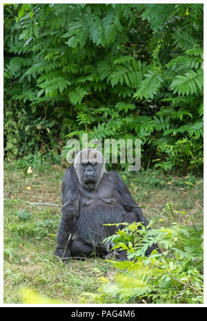 Un gorilla di sedersi sul suolo Foto Stock