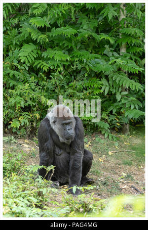 Un gorilla di sedersi sul suolo Foto Stock