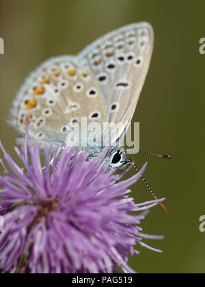 Blu settentrionale di mangiare da un fiore nel suo habitat in Danimarca Foto Stock