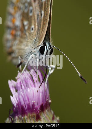 Blu settentrionale di mangiare da un fiore nel suo habitat in Danimarca Foto Stock