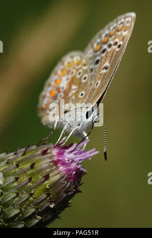 Blu settentrionale di mangiare da un fiore nel suo habitat in Danimarca Foto Stock