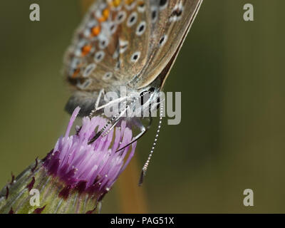 Blu settentrionale di mangiare da un fiore nel suo habitat in Danimarca Foto Stock