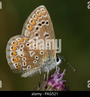 Blu settentrionale di mangiare da un fiore nel suo habitat in Danimarca Foto Stock