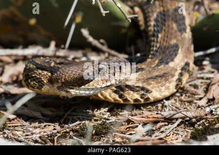 Un primo piano di un canebrake rattlesnake, Crotalus horridus, che mostra tini e narici sensibili al calore. Foto Stock