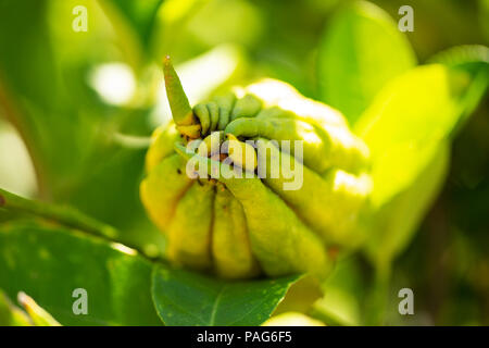 Il Buddha la mano cedro (Citrus medica), nella Famiglia Rutacee. Foto Stock