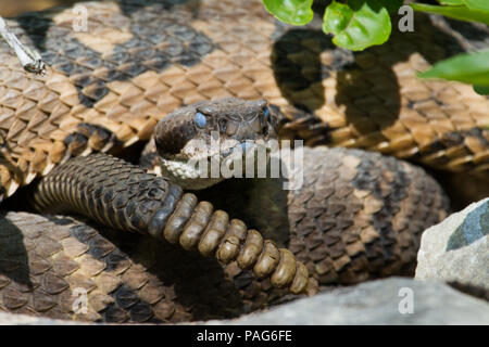 occhi di serpente a sonagli dal dorso di diamante