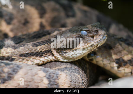 Primo piano di un canebrake rastrello, Crotalus horridus, che mostra i box di rilevamento del calore. Foto Stock