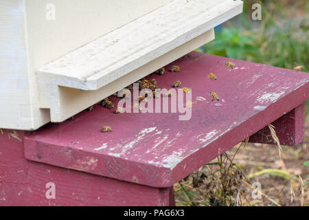 Api mellifere battenti in e fuori da un alveare Foto Stock