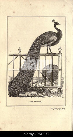 Un pratico trattato sulla riproduzione, allevamento e ingrasso tutti i tipi di pollame domestico, fagiani, piccioni e conigli Foto Stock