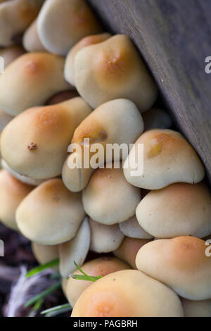 Gruppo di giallo e crema fungo chiamato hypholoma Fasiciculare o legno funghi, crescente impilati nella parte superiore di ogni altro accanto a un registro di caduti Foto Stock