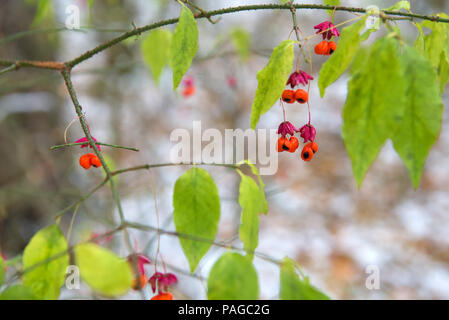 Una boccola nella foresta con luminosi di bacche rosse nel tardo autunno Foto Stock