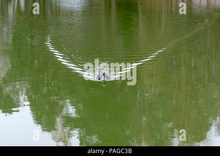 Anatra muta (Cairina moschata) nuota nelle acque del lago nel tardo autunno Foto Stock