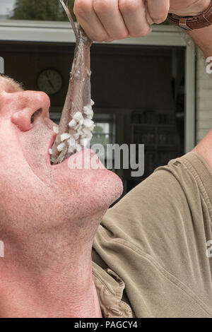 Uomo olandese di mangiare un aringa cruda con le cipolle. Tipico stile olandese Foto Stock