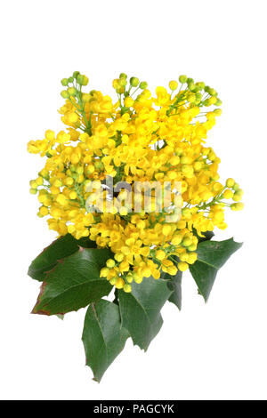 Mahonia aquifolium isolati su sfondo bianco Foto Stock