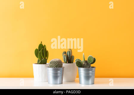 Raccolta di varie piante di cactus in vasi differenti. Vasi di cactus piante sul ripiano bianco contro il pastello colorato senape parete. Foto Stock