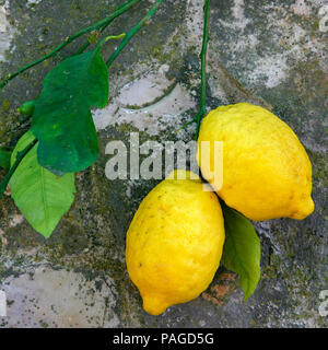 Italia Campania Amalfi limoni Foto Stock