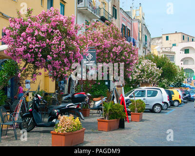 Oleandro (Nerium oleander), prospero, lungomare del porto di Marina Grande, Procida, Golfo di Napoli, Italia Foto Stock