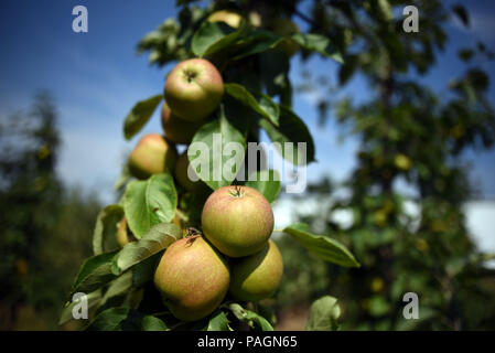 Bornheim, Germania. Il 20 luglio, 2018. Le mele mature in Schmitz-Huebsch frutticolo. Credito: Henning Kaiser/dpa/Alamy Live News Foto Stock