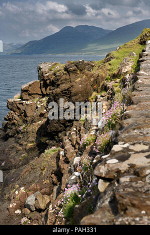 Cliff presso l'autostrada B8035 con parsimonia mare fiori sul Loch Na Keal sull'Isle of Mull con Beinn una montagna Ghraig Scotland Regno Unito Foto Stock