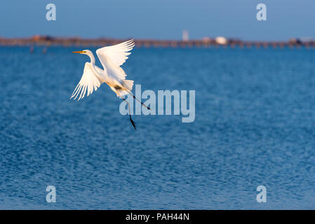 Grande airone bianco, volando sopra l'acqua nella riserva in Spagna. Copia spazio per il testo Foto Stock