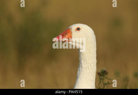 Un bel colpo di testa di oche domestiche (Anser anser domesticus o Anser cygnoides domesticus) nei primi giorni di sole del mattino. Foto Stock