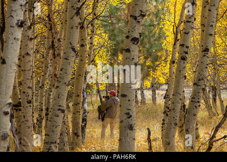 L uomo è stato fotografare tra gli alberi di aspen nella loro caduta delle foglie, Giugno Lago di Loop, Giugno Lago, California. Stati Uniti. Foto Stock