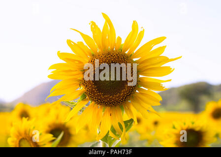Girasole brutto tra i bellissimi fiori. Foto Stock