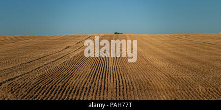 Un lone tree sull'orizzonte di un campo di grano che è stato tagliato. Foto Stock