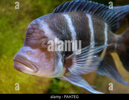 Cyphotilapia frontosa endemica di pesce di lago Tanganica comunemente noto come Frontosa Cichlid o Humphead Cichlid Foto Stock