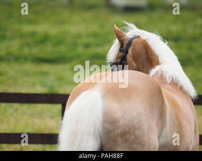 Un cavallo avelignese in mostra l'anello colpo da dietro il cavallo. Foto Stock