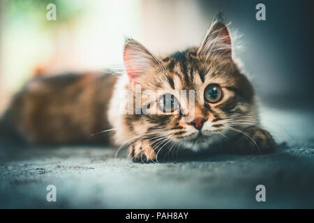 Un gatto sembra scherzosamente a fotocamera . Siberiano gattino Foto Stock