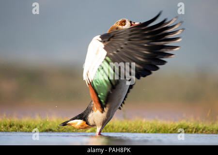 Oca egiziana Alopochen aegyptiaca cloose fino in profilo di svolazzamento le sue ali dopo il bagno in una laguna poco profonda Foto Stock