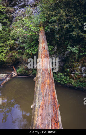 Alberi abbattuti oltre il fiume Hornad visto dal sentiero escursionistico chiamato Prielom Hornadu in Paradiso Slovacco National Park, parte nord della slovacca Monti Metalliferi Foto Stock