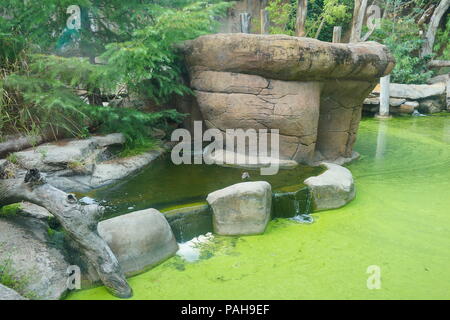 Lo zoo di Melbourne Foto Stock