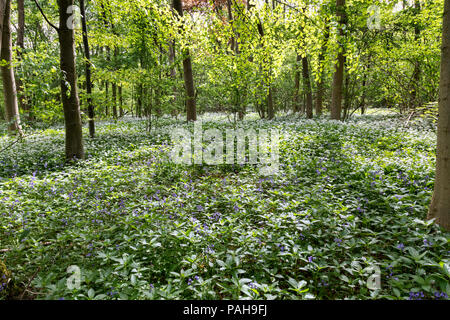 Aglio selvatico e bluebells crescendo nel bosco di latifoglie Foto Stock