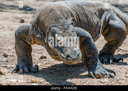 Drago di Komodo (Varanus komodoensis), Pulau Rinca, Parco Nazionale di Komodo, Flores, Indonesia Foto Stock