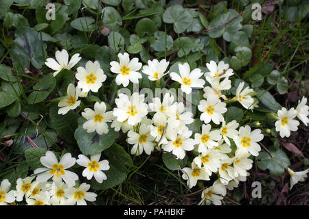 Primula, specie della pianta flowering in famiglia Primulaceae Foto Stock