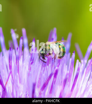 Macro di un sudore Bee (Halictidae) raccogliere il polline in un luminoso viola Thistle Foto Stock