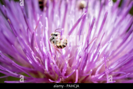 Macro di un sudore Bee (Halictidae) raccogliere il polline in un luminoso viola Thistle Foto Stock