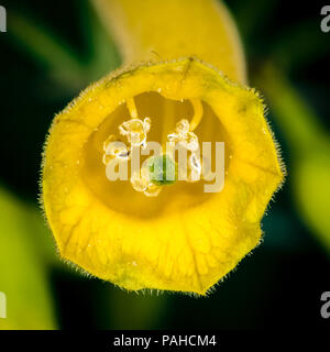 Closeup shot di fiore giallo in Spagna Foto Stock
