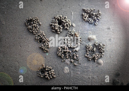 Il granchio fantasma rendendo le sfere di sabbia sulla spiaggia. foro di scavo. Foto Stock