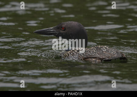 Loon pesca sul lago Foto Stock