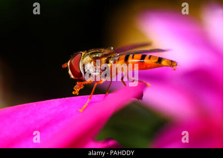 Hover volare seduto su una rosa petalo di fiore Foto Stock